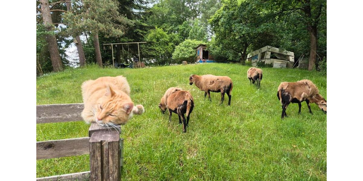 Etagenwohnung Gefell - 1 Zimmer, 20 m&sup2;, 250&euro; | Angebot:24216137