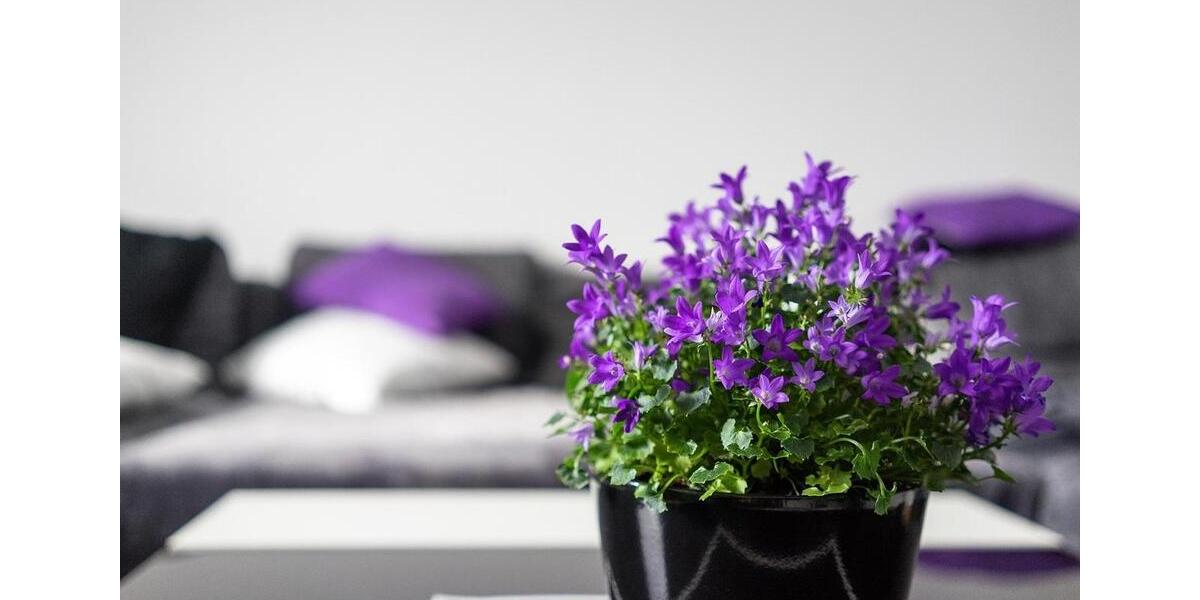 IHR GEMÜTLICHES ZUHAUSE ! Schnuckelige 2-Zi-Whg, WF 51 m², Chiemsee & Alpen 2 zimmer