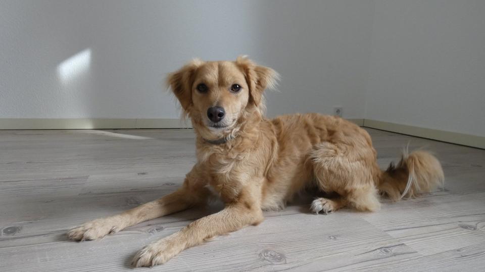 Wohnen auf Zeit Saarbrücken Kieselhumes - 1 Zimmer, 16 m&sup2;, 485&euro; | Angebot:25940971