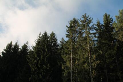 ruhige 2,5 Zimmerwohnung II. Stock - keine Nachzahlung 2.5 zimmer