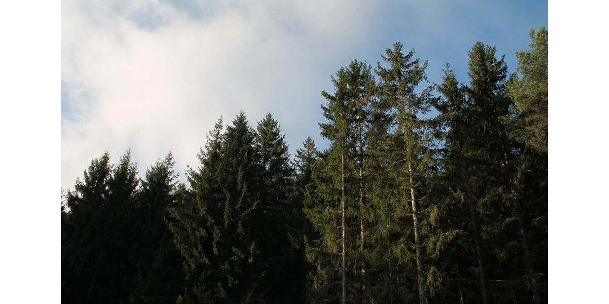 ruhige 2,5 Zimmerwohnung II. Stock - keine Nachzahlung 2.5 zimmer