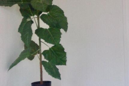 Wohnung Verden (Aller) - 2 Zimmer, 75 m&sup2;, 900&euro; | Angebot:25505783