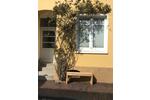 Altbau Wohnung in Nienburger Altstsdt zimmer