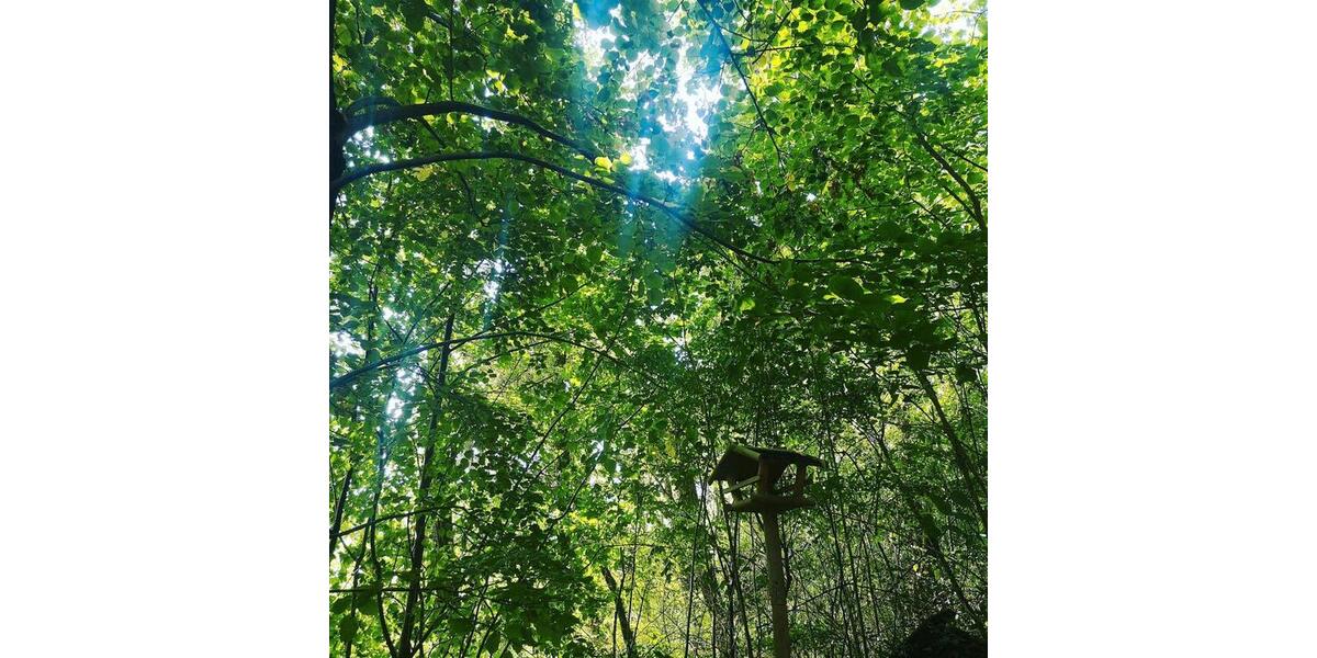 Einfamilienhaus Holzminden - 1 Zimmer, 35 m&sup2;, 600&euro; | Angebot:24763862