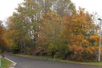 Gewerbeobjekt Bad Bibra - 4.900&euro; | Angebot:19985290